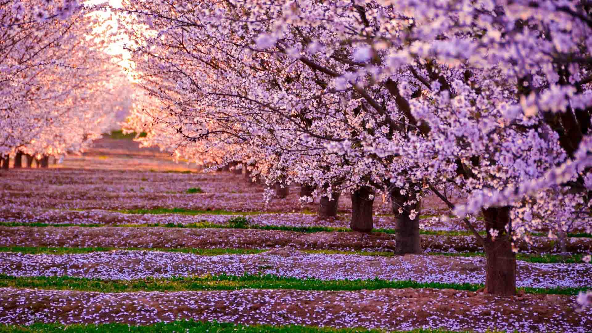 alberi