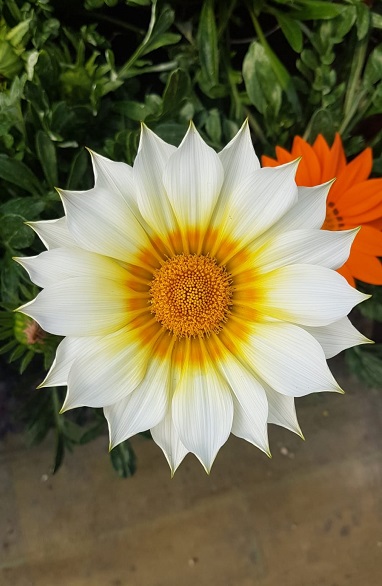gazania