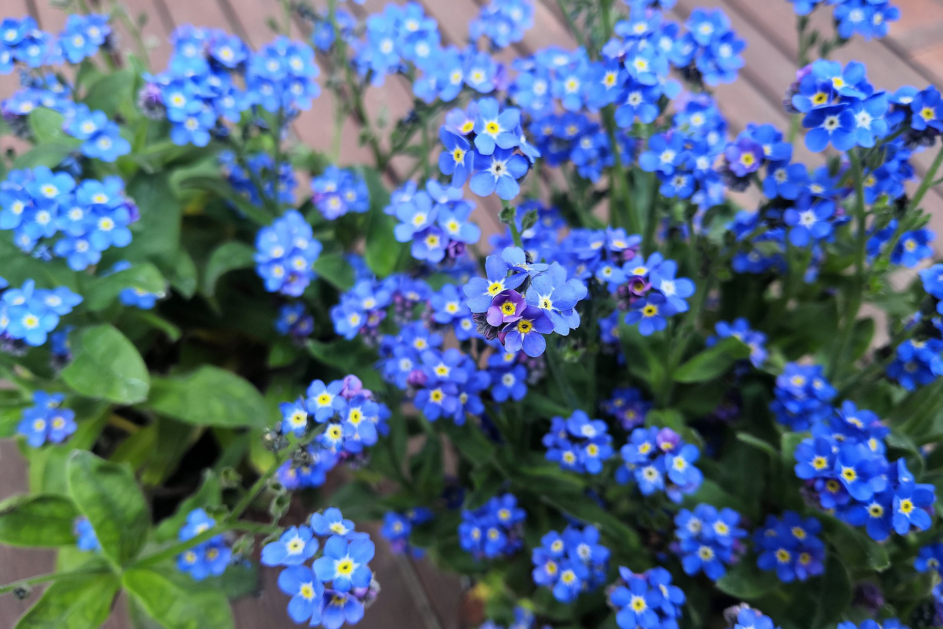 logoFloricoltura