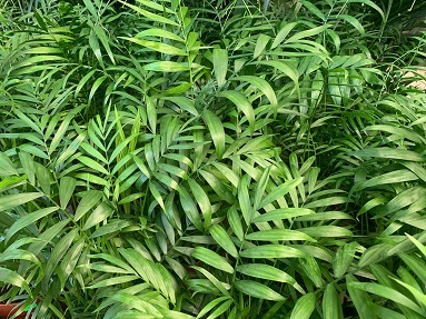 vegetazione
